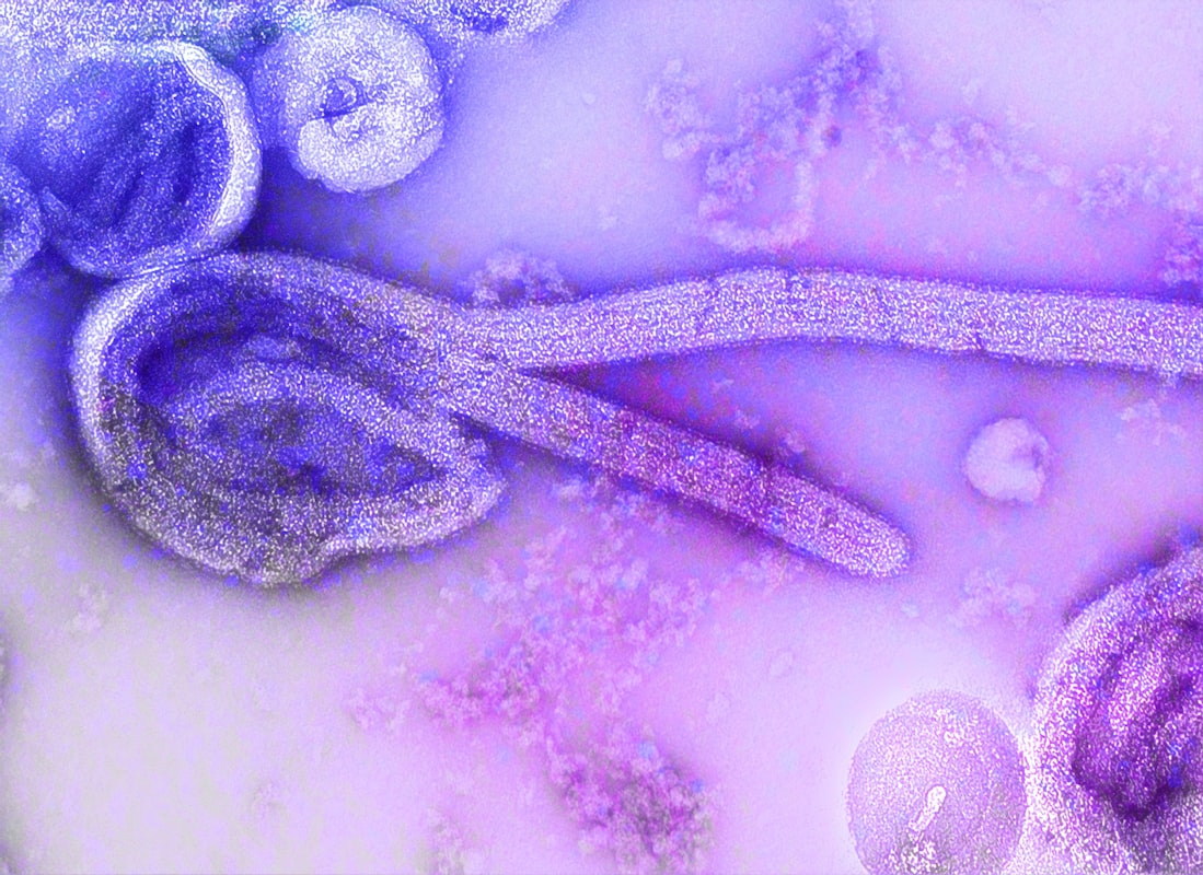 Imunitate și microbiom